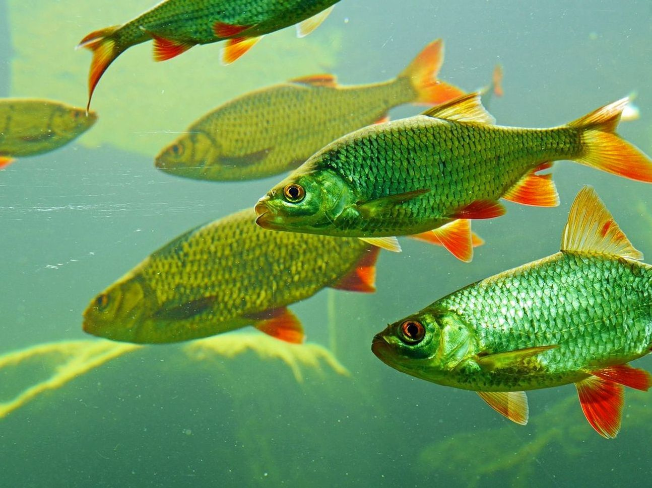 Freshwater fish identification chart